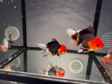 ORANDA Testa di Leone Red Jelly 12cm