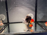 ORANDA Testa di Leone Red Jelly 12cm