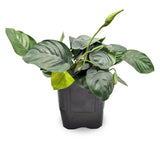 Anubias Barteri Nana
