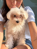 MALTIPOO Bianco Femmina 'AgNes'