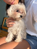 MALTESE Coreano Bianco Femmina 'Anastasia'