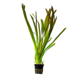 Vallisneria Gigantea