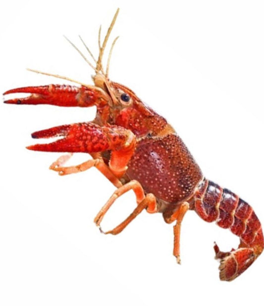 Aragostina Choccolate - Procambarus Alleni