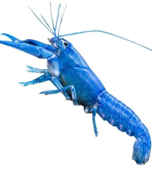 Aragostina Blue Elettric - Procambarus Alleni