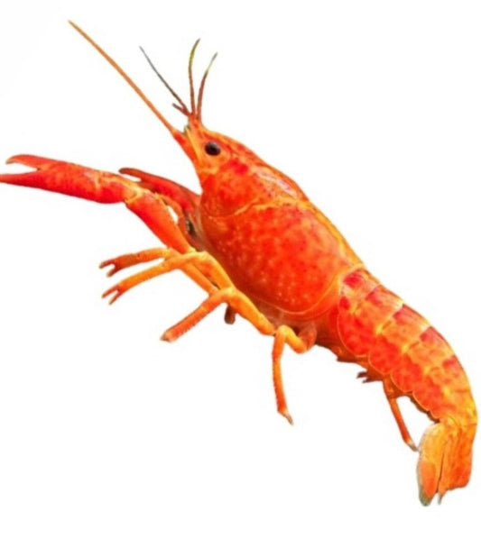 Aragostina Orange - Procambarus Alleni