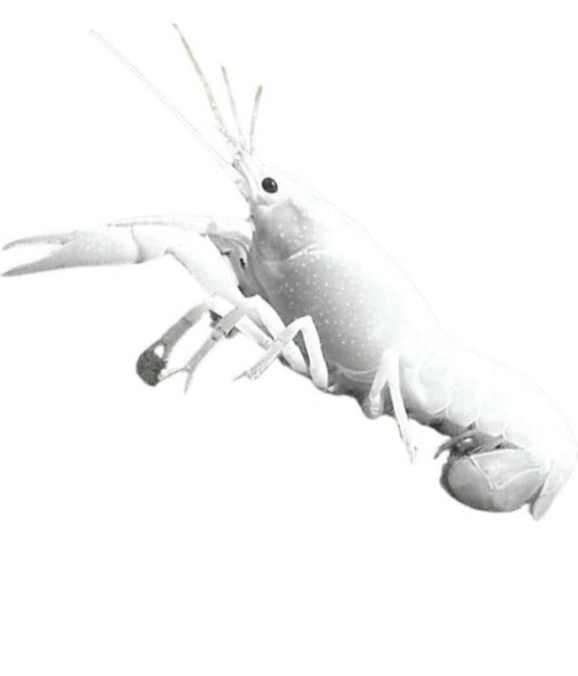 Aragostina White - Procambarus Alleni