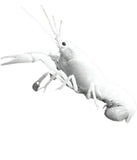Aragostina White - Procambarus Alleni