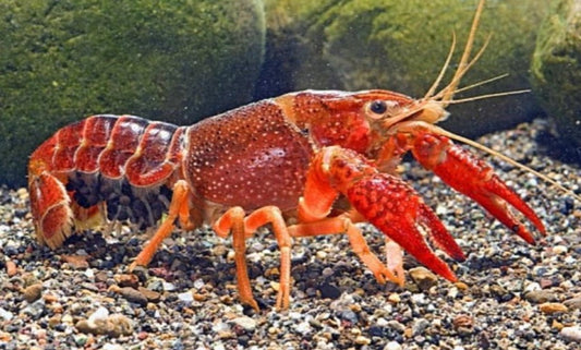 Aragostina Choccolate - Procambarus Alleni