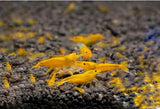 CARIDINA - Yellow Pumpkin
