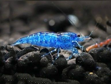 CARIDINA - Blue Elettric