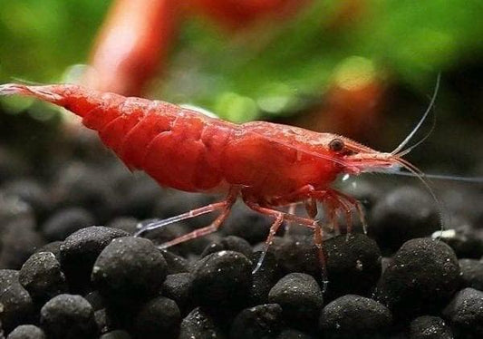 CARIDINA - Red Cherry