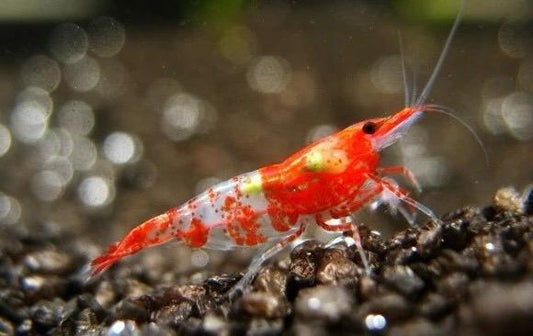 CARIDINA - Red Chili
