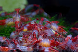 CARIDINA - Red Chili