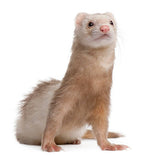 FURETTO mutato