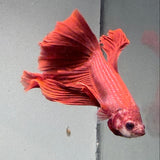 BETTA - Halfmoon Male “b1”