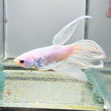 BETTA - Splendens Male “a4”