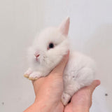 CONIGLIO - Nano Testa di Leone Bianco