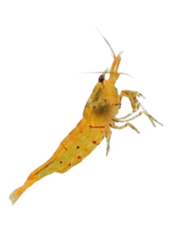 CARIDINA - Yellow Pumpkin