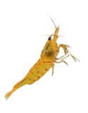 CARIDINA - Yellow Pumpkin