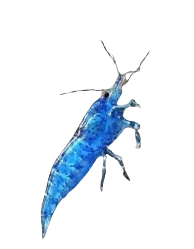 CARIDINA - Blue Elettric