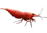 CARIDINA - Red Cherry