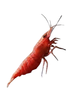 CARIDINA - Red Cherry