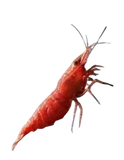 CARIDINA - Red Cherry