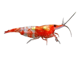 CARIDINA - Red Chili