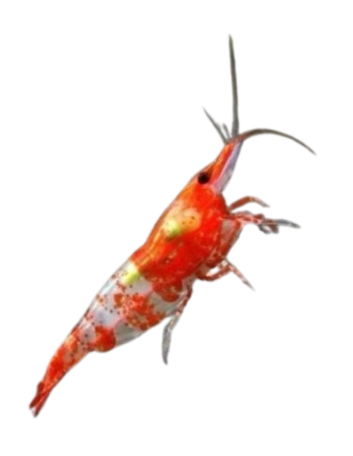 CARIDINA - Red Chili