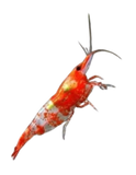 CARIDINA - Red Chili