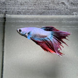 BETTA - Splendens Male “a4”