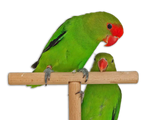 Inseparabile Taranta Ancestrale