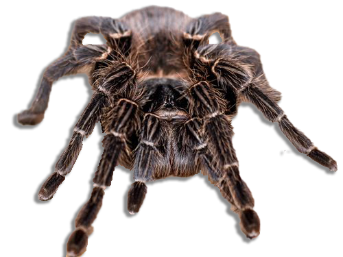 LP - Lasiodora parahybana o Tarantola Rosa del Brasile