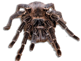 LP - Lasiodora parahybana o Tarantola Rosa del Brasile