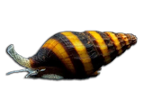 Lumaca Killer