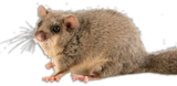 Mini Ghiro