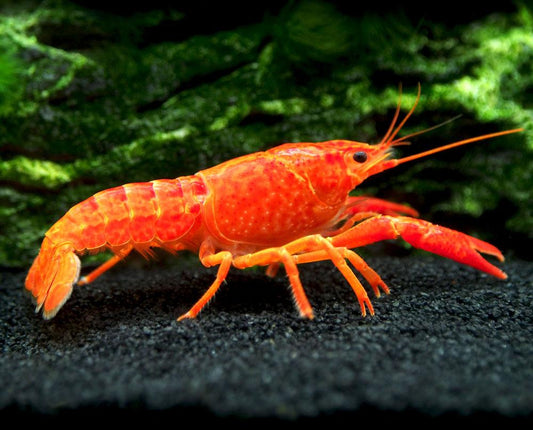 Aragostina Orange - Procambarus Alleni