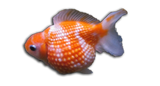 Orifiamma Chicco di Riso