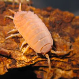 Onsichi Procelio Orange