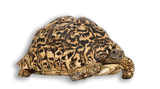 Tartaruga Leopardo