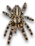 PR - Poecilotheria Regalis o ragno ornamentale indiano
