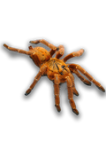 OBT - Pterinochilus Murinus Usambara