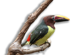 PULLO - Tucano Viridis Allevato a Mano