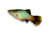 Platy Mix Color