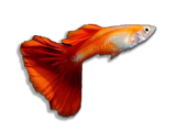 Guppy Show Koi Red Blonde Albino