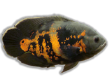 Pesce Oscar