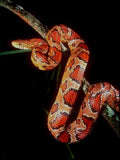 Serpente del grano Ancestrale