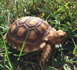 Tartaruga Sulcata