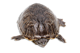 Tartaruga del Muschio Odoratus