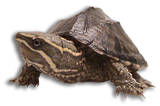 Tartaruga del Muschio Odoratus